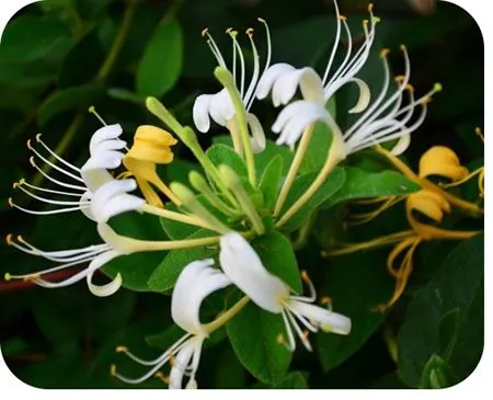 Bulk chlorogenic acid from honeysuckle