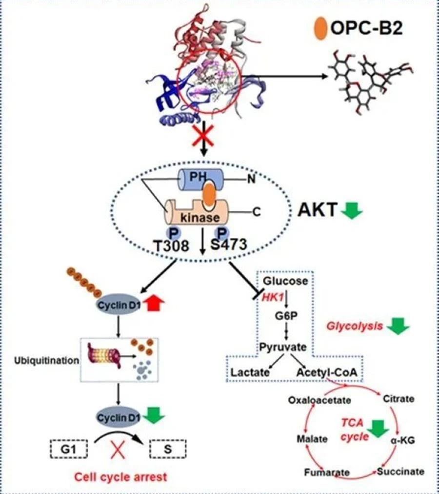 Proanthocyanidins