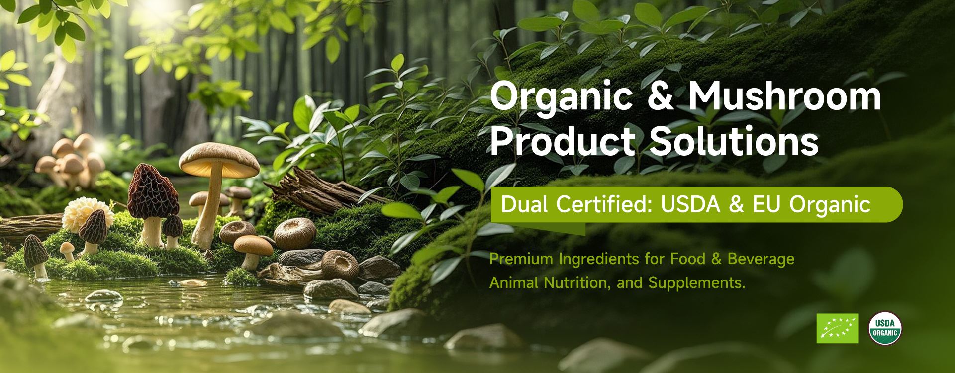 Wellgreen certified organic mushroom extracts for immune support and functional food applications